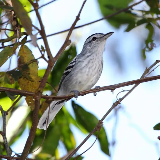 Large-billed Antwren (Herpsilochmus longirostris)