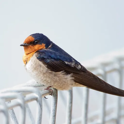 Welcome Swallow (Hirundo neoxena)