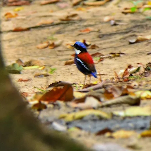 Blue-headed Pitta (Hydrornis baudii)