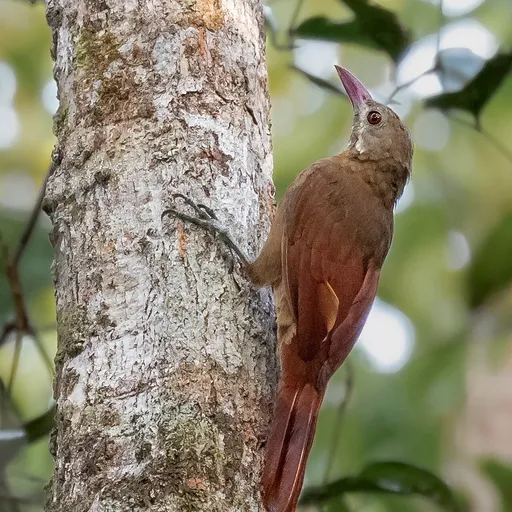 Red-billed Woodcreeper (Hylexetastes perrotii)