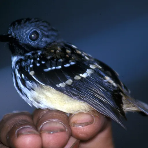 Spot-backed Antbird (Hylophylax naevius)