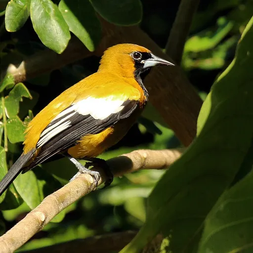 Jamaican Oriole (Icterus leucopteryx)