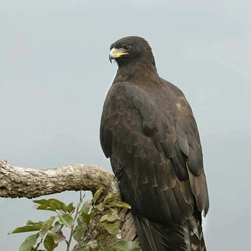 Black Eagle (Ictinaetus malaiensis)