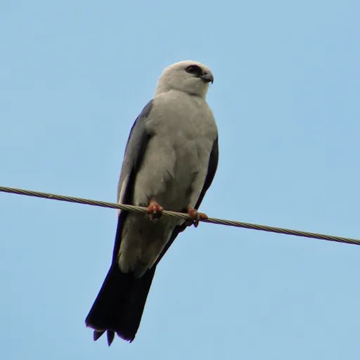 Mississippi Kite (Ictinia mississippiensis)