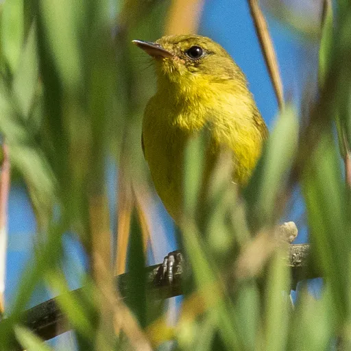 Mountain Yellow Warbler (Iduna similis)