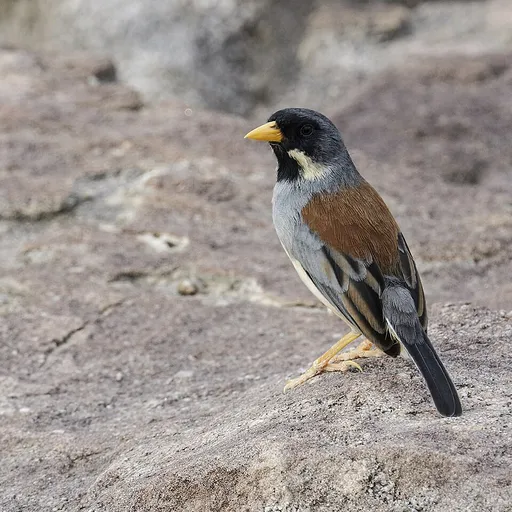Buff-bridled Inca Finch (Incaspiza laeta)