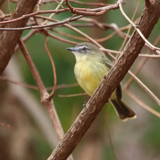 Pale-tipped Inezia (Inezia caudata)