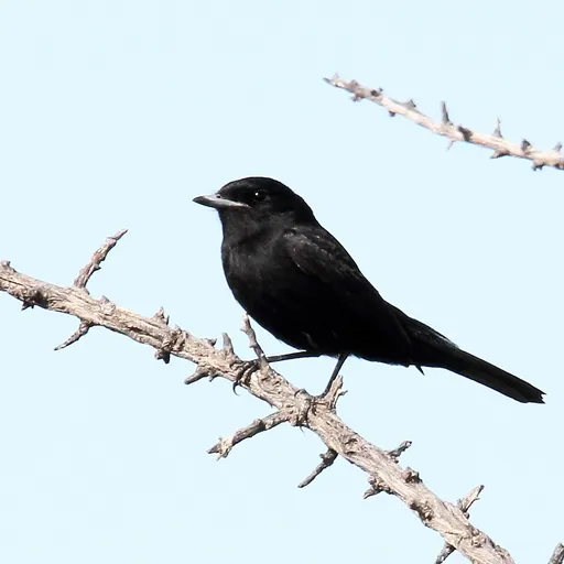 Hudson's Black Tyrant (Knipolegus hudsoni)