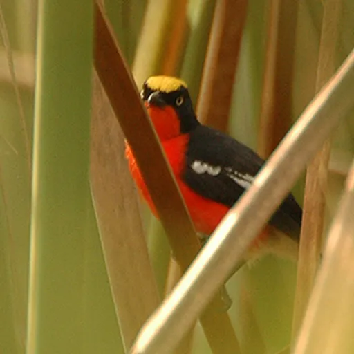 Papyrus Gonolek (Laniarius mufumbiri)