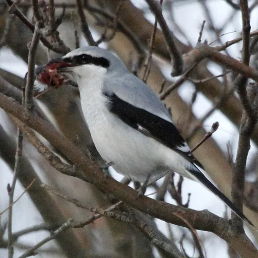 Northern Shrike (Lanius borealis)