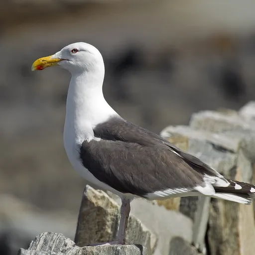 Great Black-backed Gull (Larus marinus)