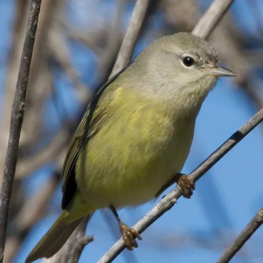 Orange-crowned Warbler (Leiothlypis celata)