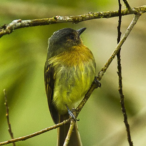 Rufous-breasted Flycatcher (Leptopogon rufipectus)