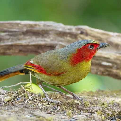 Scarlet-faced Liocichla (Liocichla ripponi)