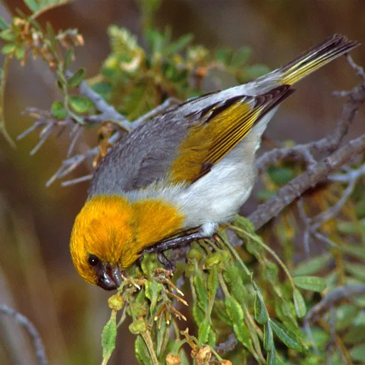 Palila (Loxioides bailleui)