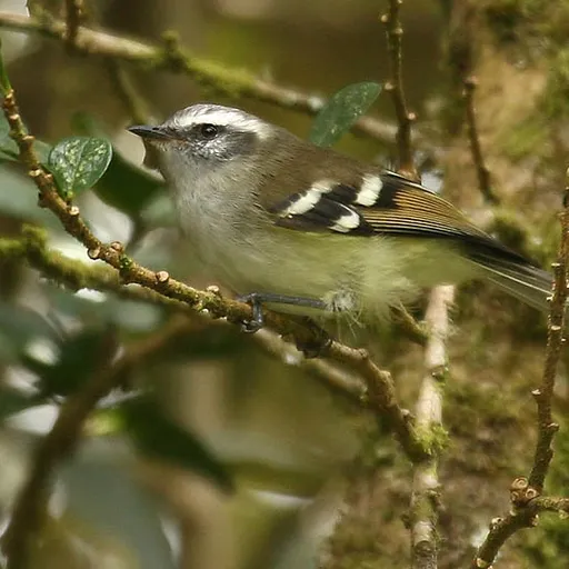 White-banded Tyrannulet (Mecocerculus stictopterus)