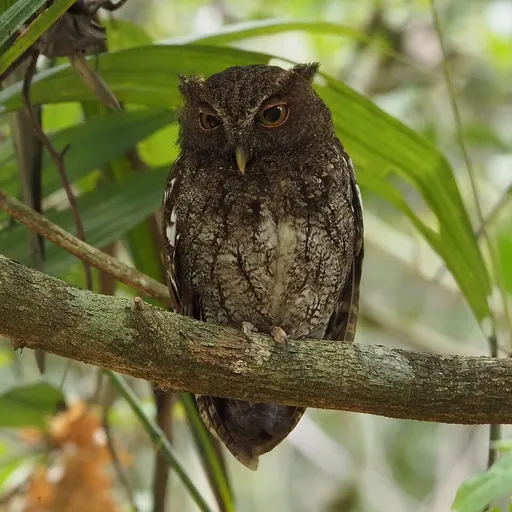 Choco Screech Owl (Megascops centralis)