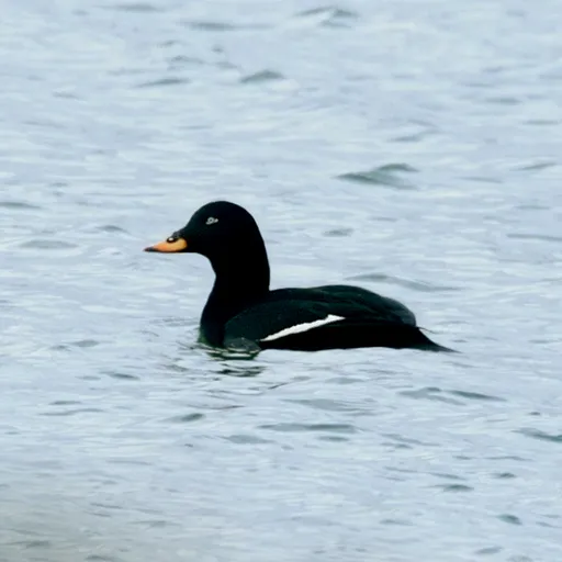 Velvet Scoter (Melanitta fusca)