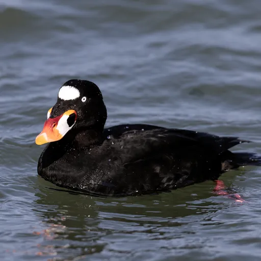 Surf Scoter (Melanitta perspicillata)