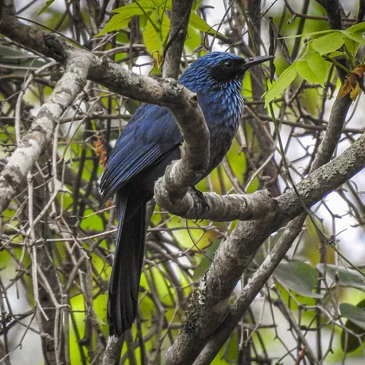 Blue Mockingbird (Melanotis caerulescens)