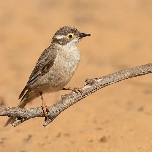 Brown-headed Honeyeater (Melithreptus brevirostris)