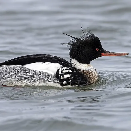 Red-breasted Merganser (Mergus serrator)