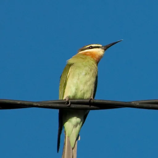 Olive Bee-eater (Merops superciliosus)