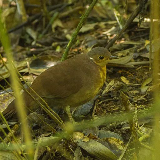 Brown Mesite (Mesitornis unicolor)
