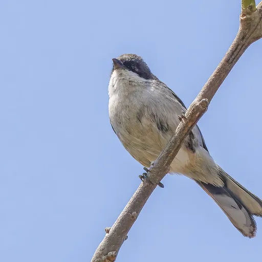 Black-capped Warbling Finch (Microspingus melanoleucus)