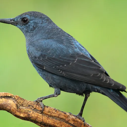 Blue Rock Thrush (Monticola solitarius)