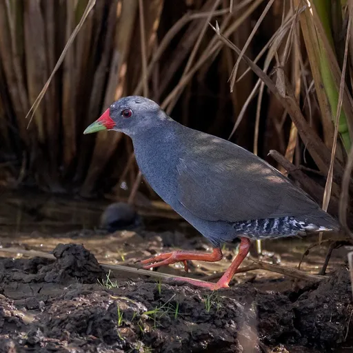 Paint-billed Crake (Mustelirallus erythrops)