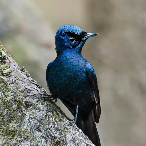 Shining Flycatcher (Myiagra alecto)