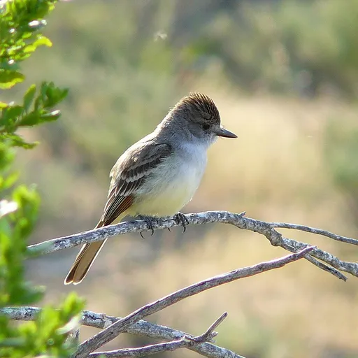 Ash-throated Flycatcher (Myiarchus cinerascens)