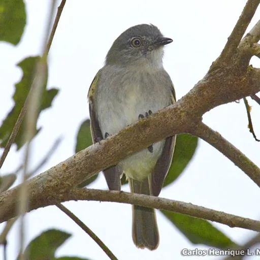Grey-headed Elaenia (Myiopagis caniceps)