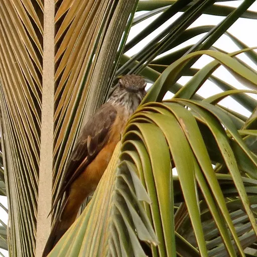 Santa Marta Bush Tyrant (Myiotheretes pernix)