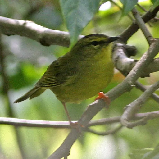 Two-banded Warbler (Myiothlypis bivittata)