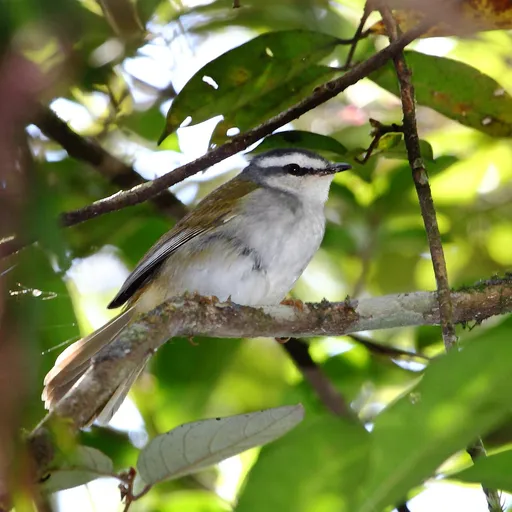White-striped Warbler (Myiothlypis leucophrys)