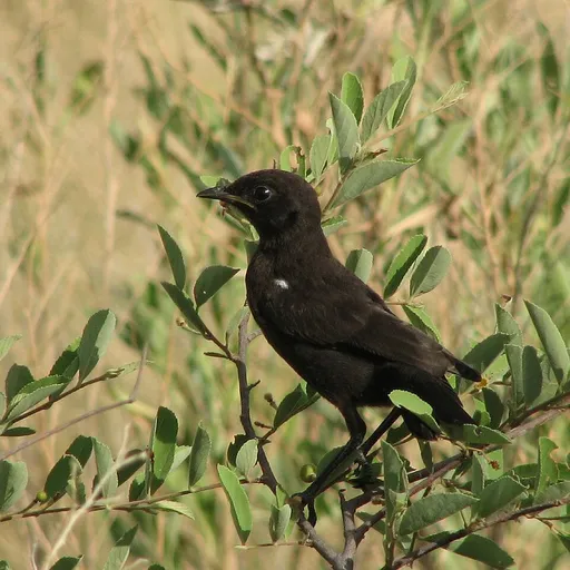 Ant-eating Chat (Myrmecocichla formicivora)