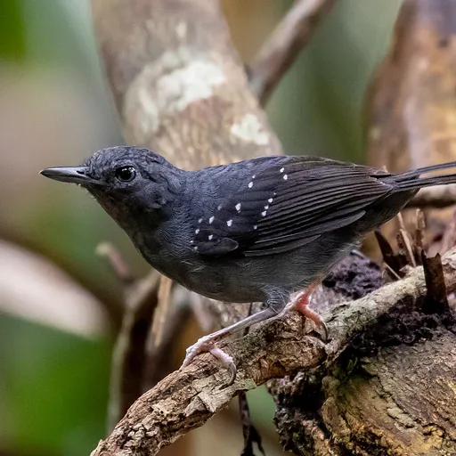 Humaita Antbird (Myrmelastes humaythae)