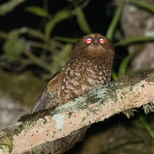 Cinnabar Boobook (Ninox ios)