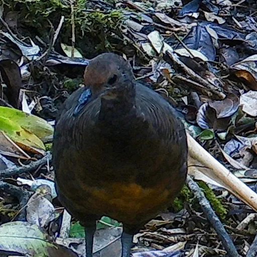 Tawny-breasted Tinamou (Nothocercus julius)