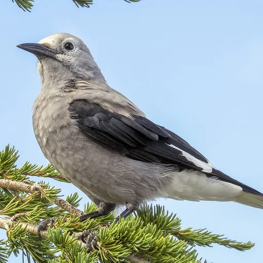 Clark's Nutcracker (Nucifraga columbiana)