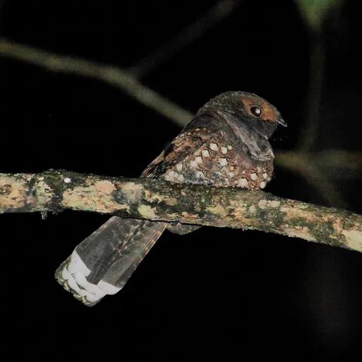 Ocellated Poorwill (Nyctiphrynus ocellatus)