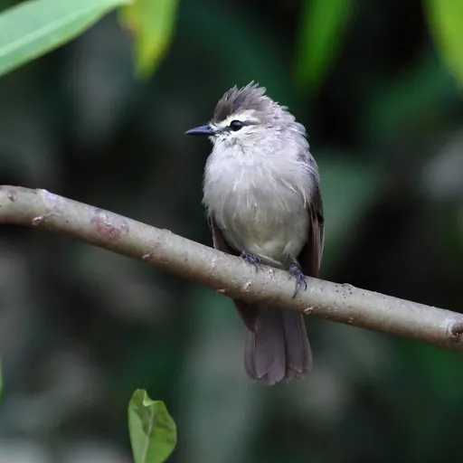 Drab Water Tyrant (Ochthornis littoralis)