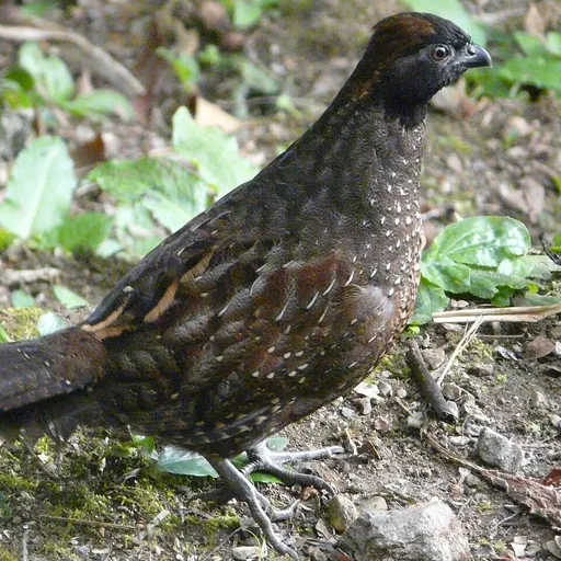 Black-fronted Wood Quail (Odontophorus atrifrons)