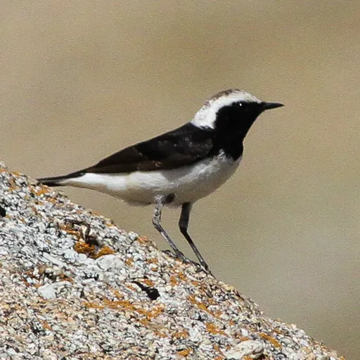 Pied Wheatear (Oenanthe pleschanka)