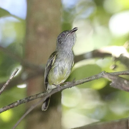 Northern Bentbill (Oncostoma cinereigulare)