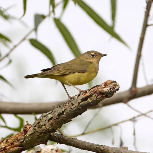 Connecticut Warbler (Oporornis agilis)
