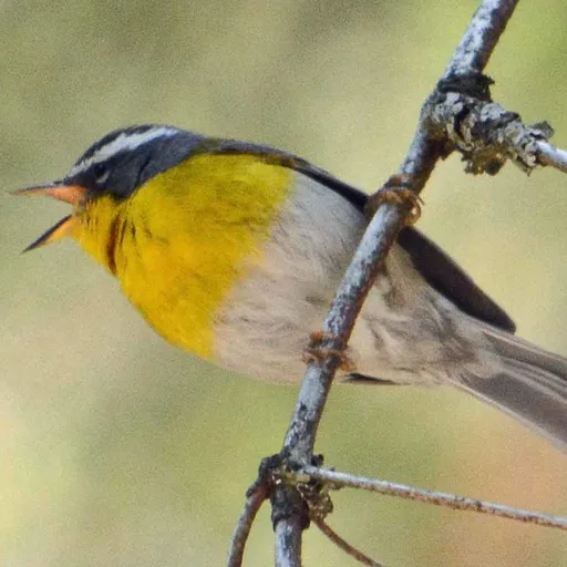 Crescent-chested Warbler (Oreothlypis superciliosa)