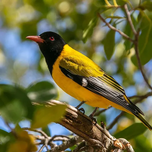 Black-headed Oriole (Oriolus larvatus)